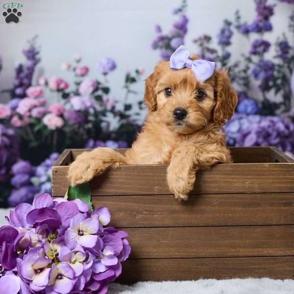 Layla, Cavapoo Puppy